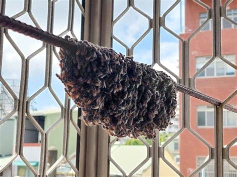 工作陽台 窗戶 蜂來築巢